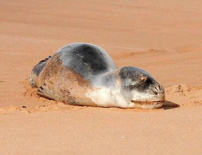 meme đi ngủ troll