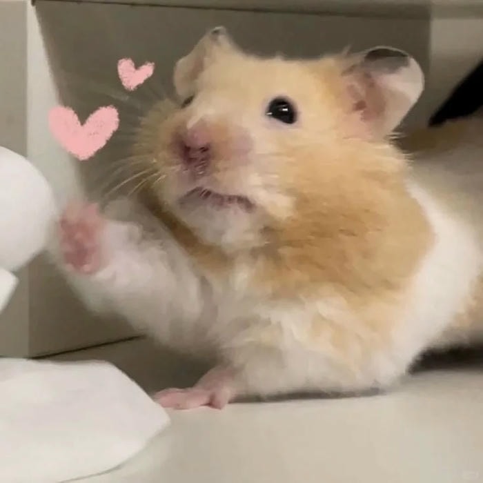 meme hamster bất ngờ