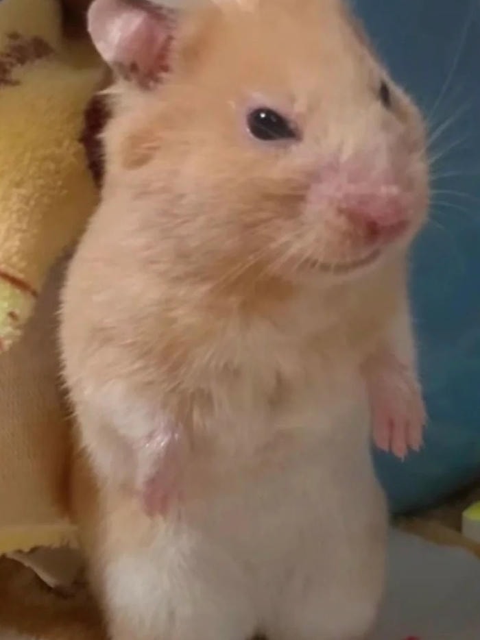 meme hamster biểu cảm