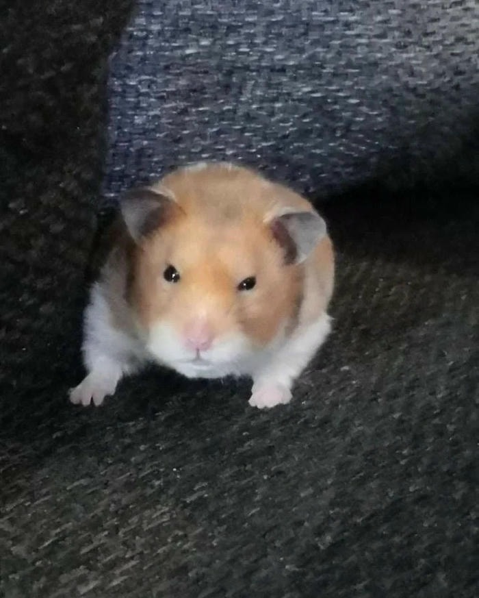 meme hamster chế