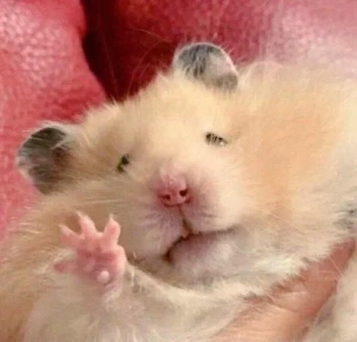 meme hamster cute