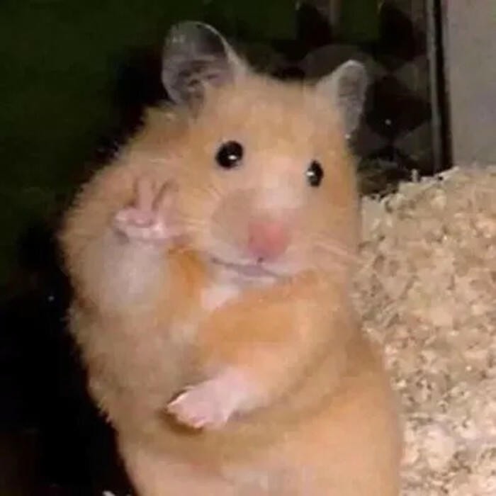 meme hamster dễ thương nhất
