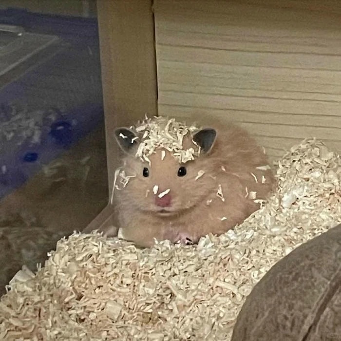 meme hamster giận dữ