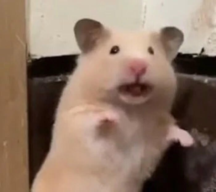 meme hamster hài