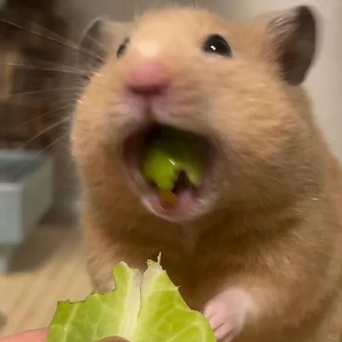 meme hamster hot trend