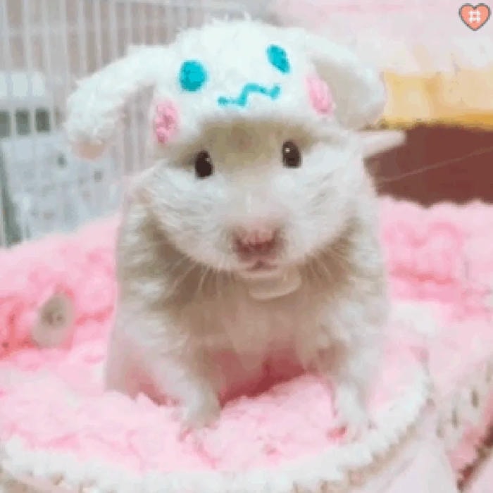 meme hamster khó đỡ