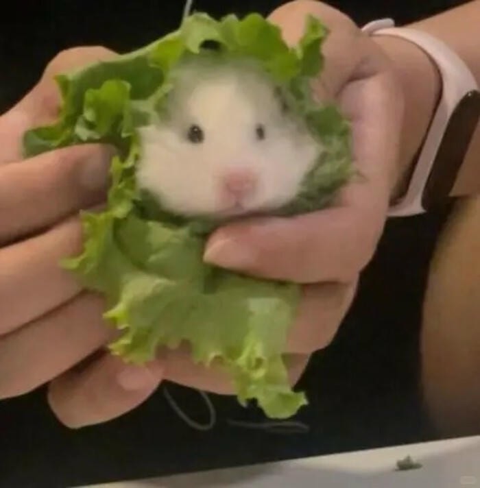 meme hamster troll vui