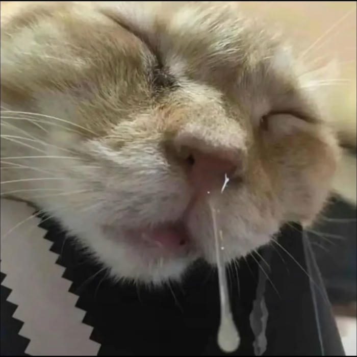 mèo vô tri avatar ngủ chảy nước mũi