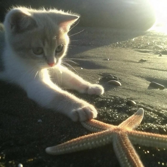 mèo vô tri dưới nắng dễ thương