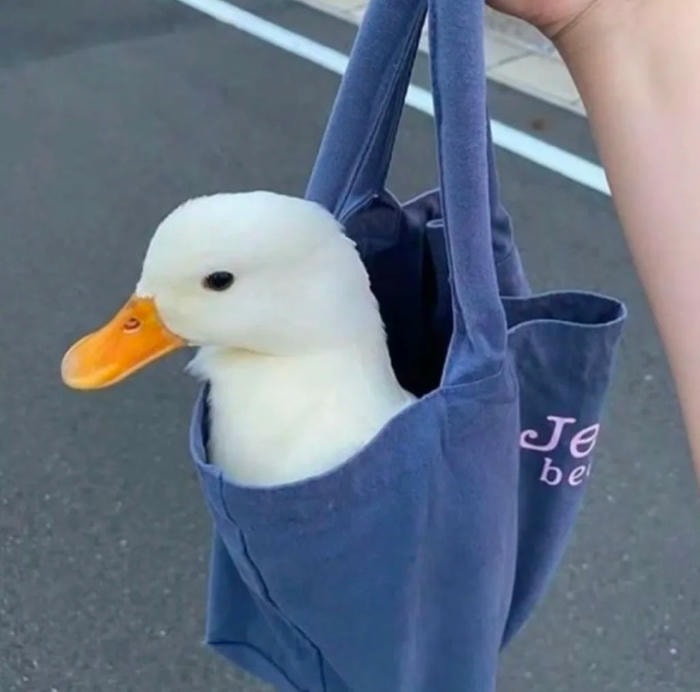 năng lượng tích cực của avatar vịt cute