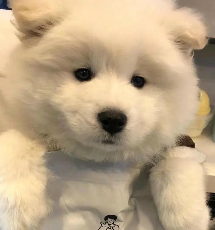 năng lượng vui vẻ từ avatar con chó