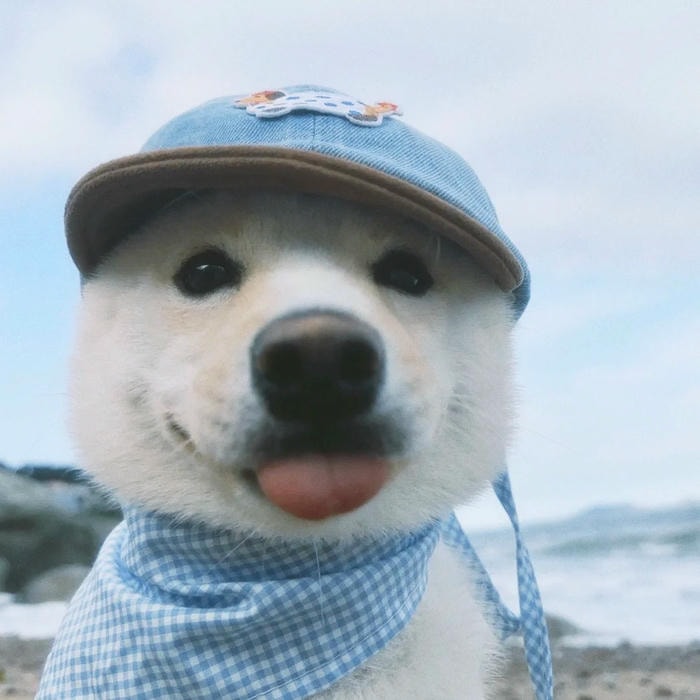 nét dễ thương trong avatar con chó