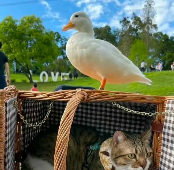 phong cách chibi avatar vịt cute