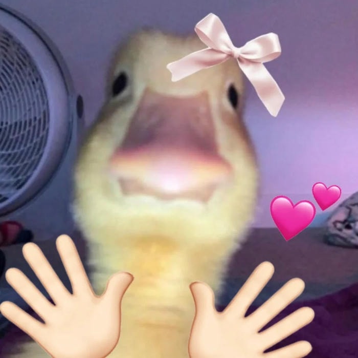 phù hợp mọi lứa tuổi avatar vịt cute