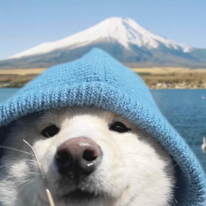 sự gần gũi thể hiện avatar con chó