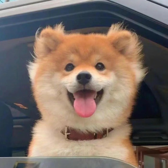 thiện cảm ban đầu với avatar con chó