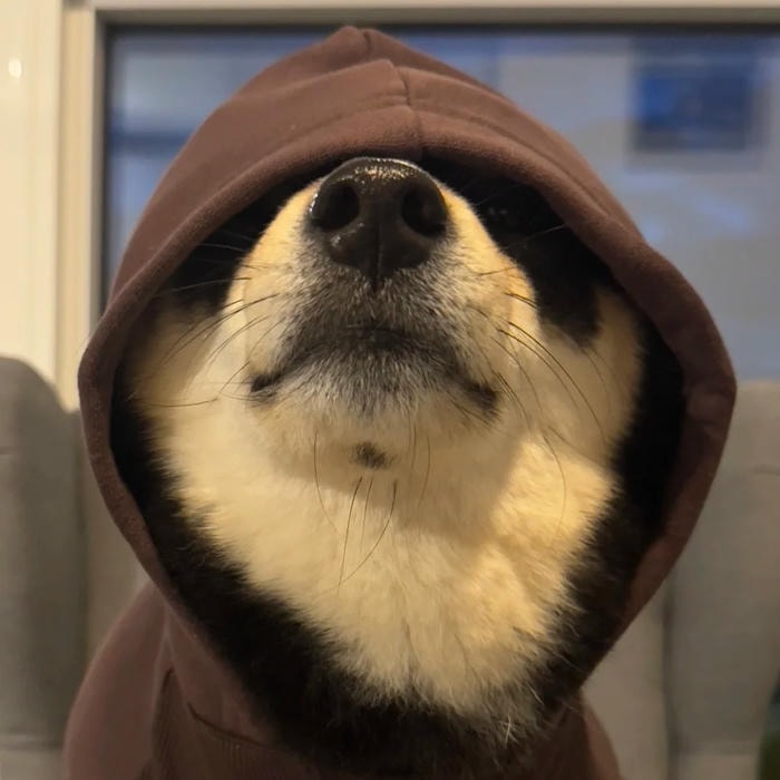 tình cảm thể hiện qua avatar con chó