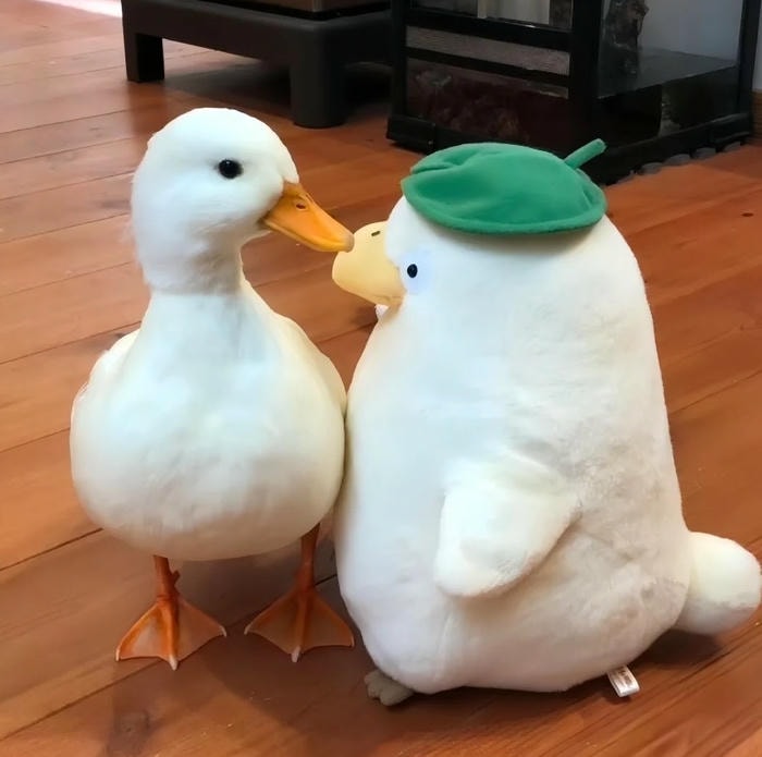 vẻ đáng yêu nổi bật avatar vịt cute