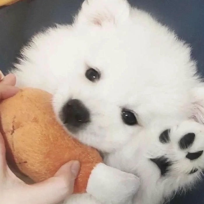 vẻ trung thành nổi bật avatar con chó