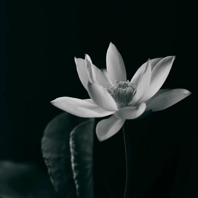 ảnh avatar tang lễ sắc thái trầm