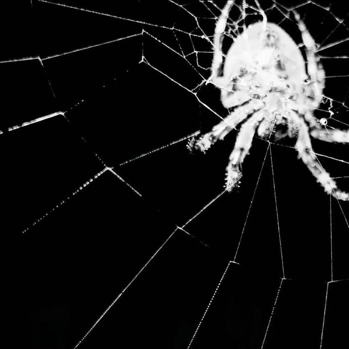 avatar cùng tơ nhện giăng kín đen trắng