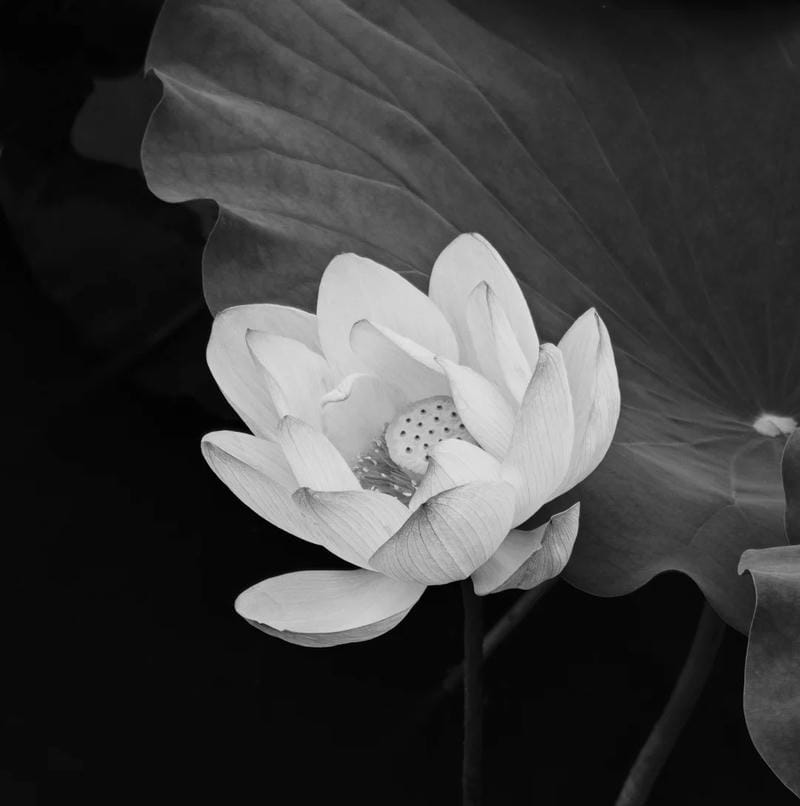 avatar tang lễ trang nghiêm ánh sáng dịu