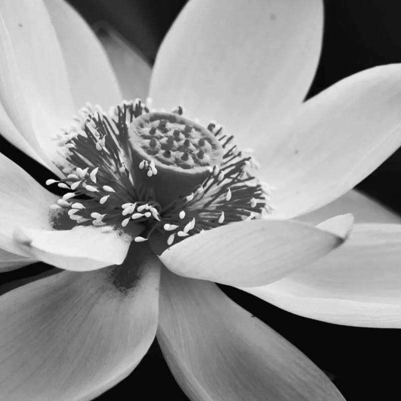 avatar tang lễ trang nghiêm biểu tượng tưởng nhớ