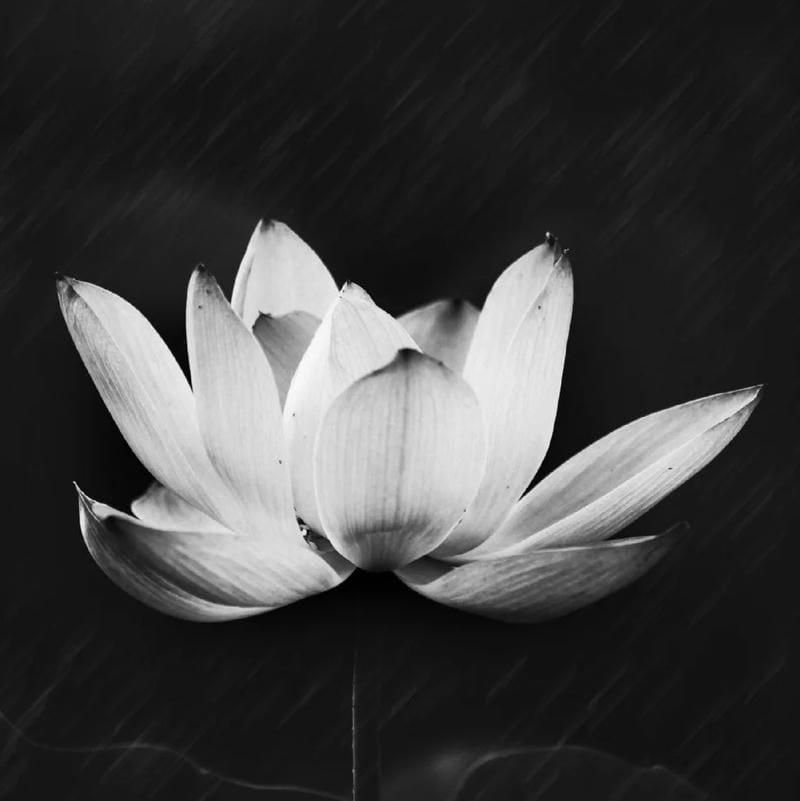 avatar tang lễ trang nghiêm không gian yên ắng