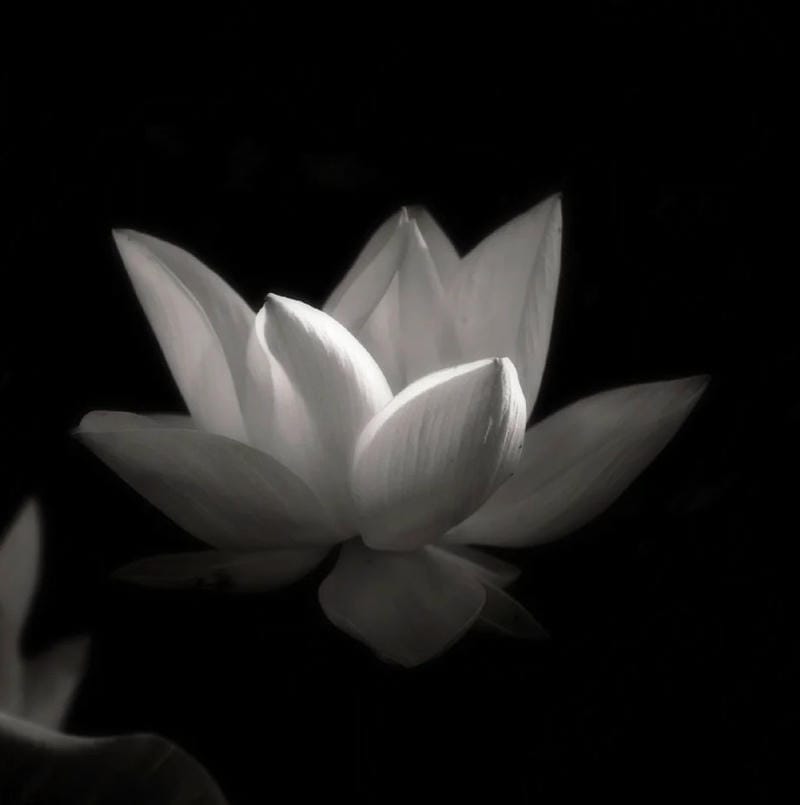 avatar tang lễ trang nghiêm màu sắc tiết chế