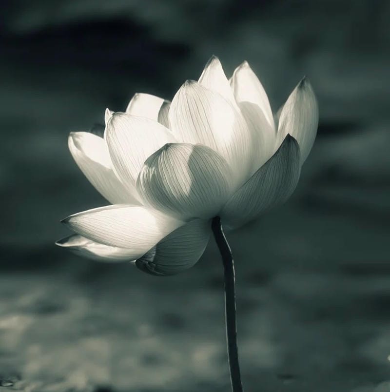 avatar tang lễ trang nghiêm phong cách tối giản