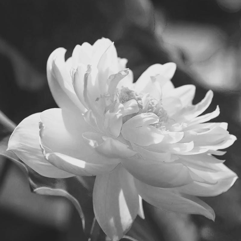 avatar tang lễ trang nghiêm phong cách trang trọng