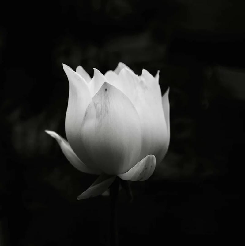 avatar tang lễ trang nghiêm phong thái nghiêm túc