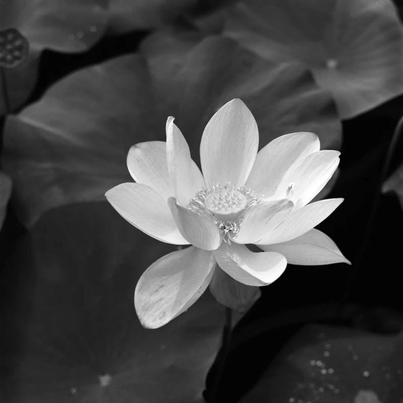 avatar tang lễ trang nghiêm tông màu trầm