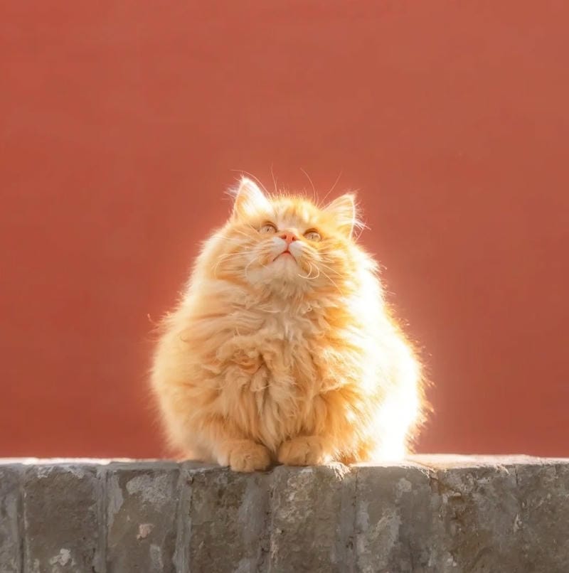 avatar tiktok style thời thượng