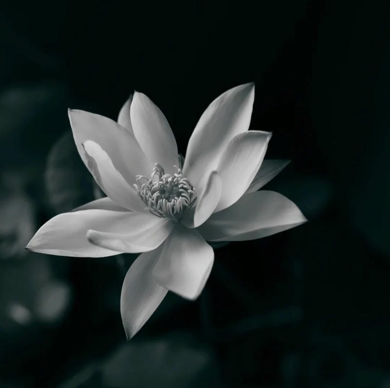 avatar tưởng niệm tang lễ trang trọng