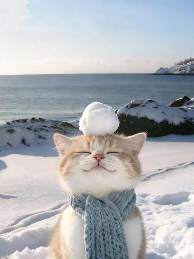 166+ 4k avatar sắc nét giúp hồ sơ cá nhân thêm nổi bật