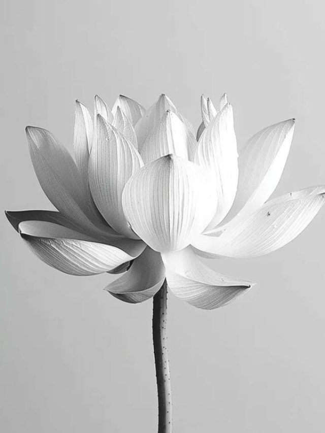 82+ Avatar Hoa Sen Trắng Đám Tang Trang Nghiêm Thanh Tịnh