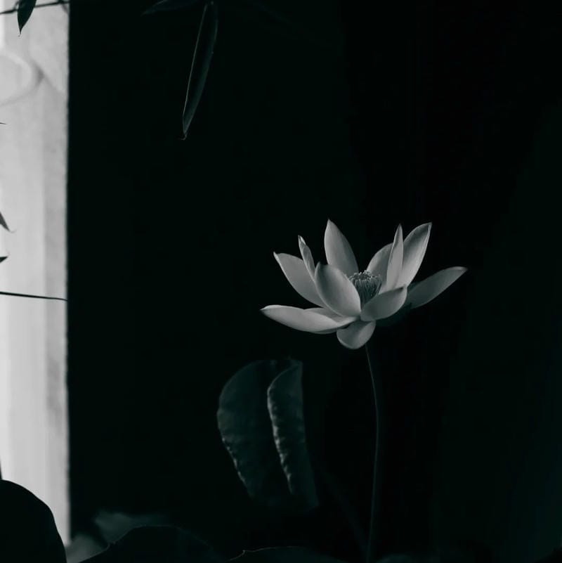 hình ảnh avatar tang lễ tưởng nhớ