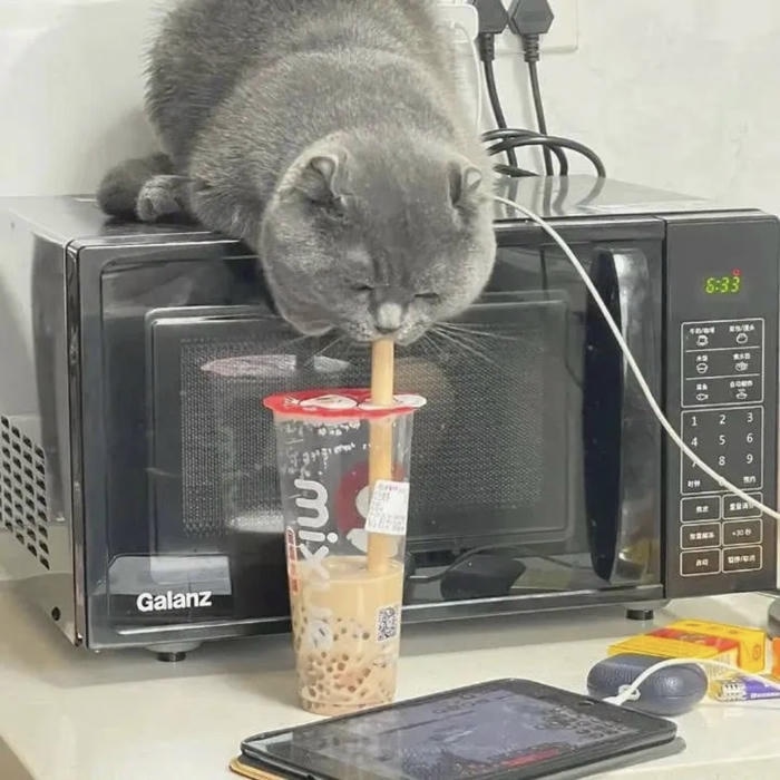 hình ảnh chú mèo hút trà sữa dễ thương avatar