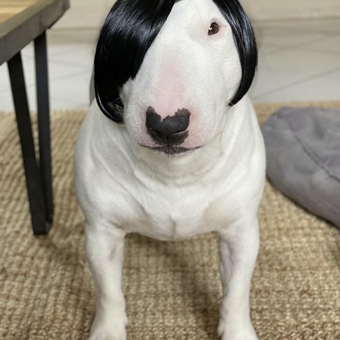 meme avatar tạo không khí thoải mái