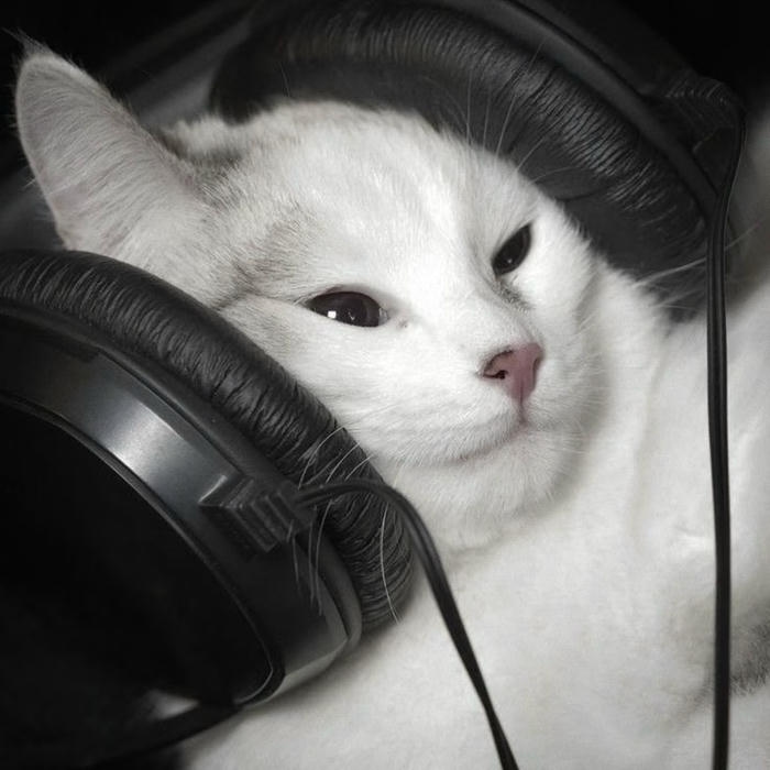 mèo nghe nhạc avatar đen trắng