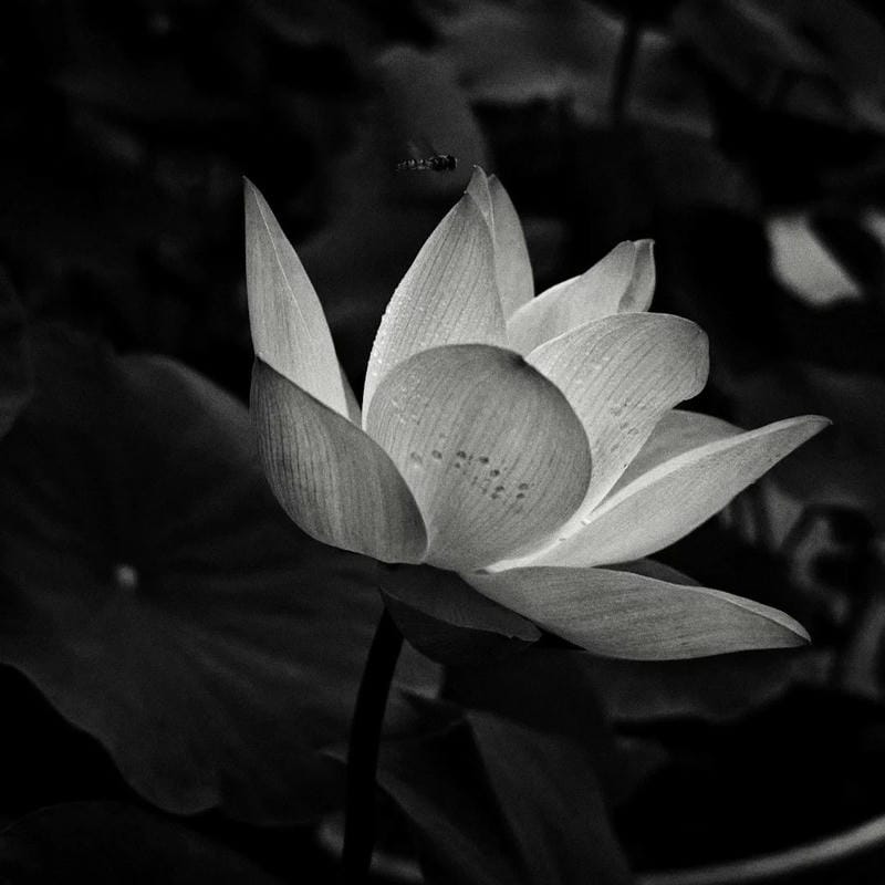 tang lễ avatar bố cục nghiêm chỉnh