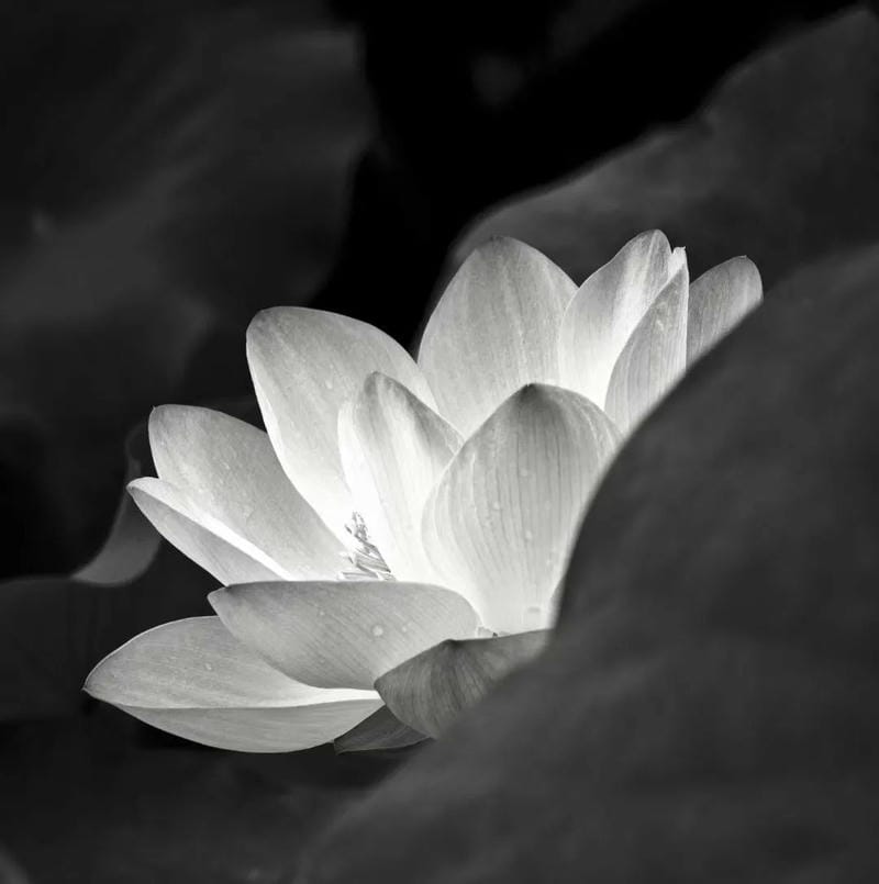 tang lễ avatar cảm xúc lặng thầm