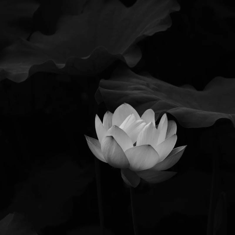 tang lễ avatar hình ảnh tưởng niệm