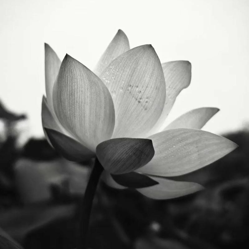 tang lễ avatar phong cách trang nghiêm