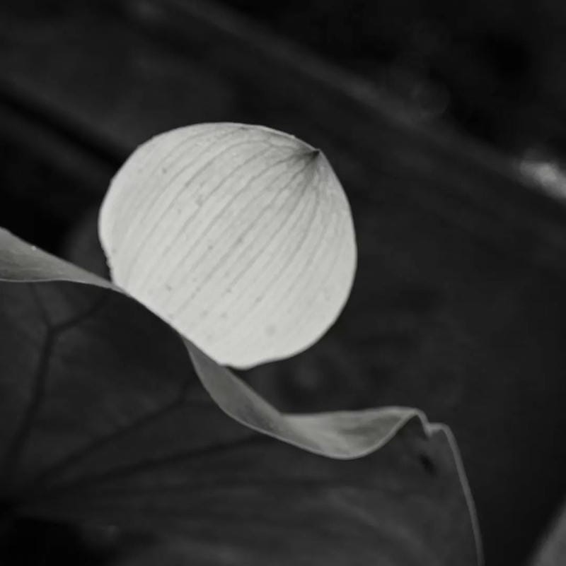 tang lễ avatar phong thái thành kính