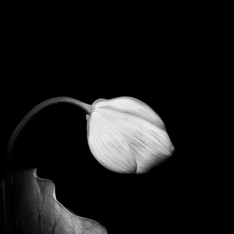 tang lễ avatar sắc đen trắng trang trọng