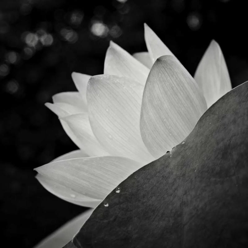 tang lễ avatar tông màu trầm buồn