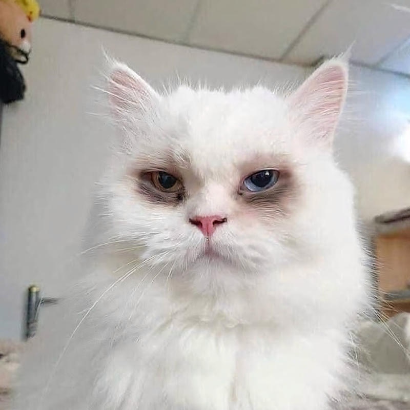 Meme mất ngủ hài hước với biểu cảm khó đỡ