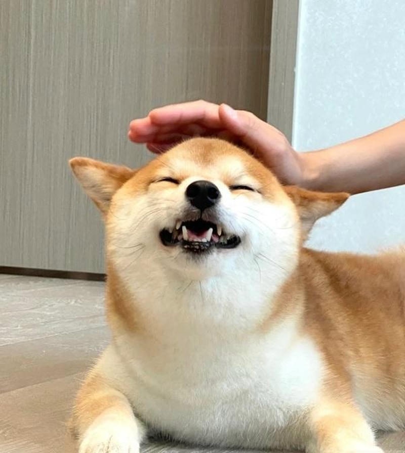 Ảnh meme xoa đầu với biểu cảm ngại ngùng đáng yêu